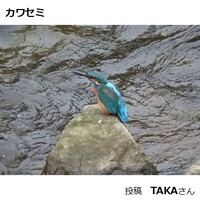 カワセミ
