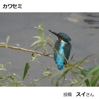 カワセミ