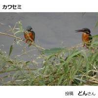 カワセミ