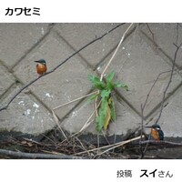 カワセミ