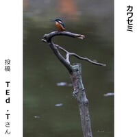 カワセミ