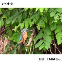 カワセミ
