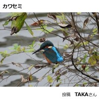 カワセミ