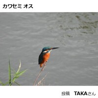 カワセミ