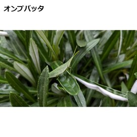 オンブバッタの画像