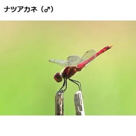 ナツアカネの画像