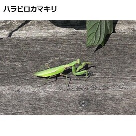 ハラビロカマキリの画像