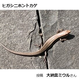 ヒガシニホントカゲの画像