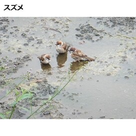 スズメの画僧