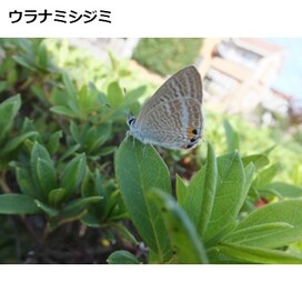 ウラナミシジミの画像
