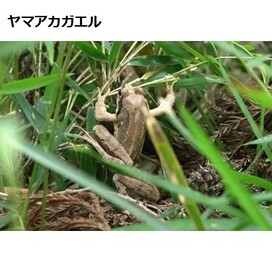ヤマアカガエルの画像