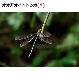 オオアオイトトンボの画像