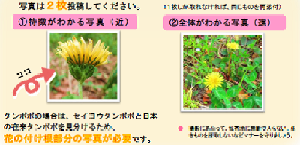 写真は「特徴が分かる写真」と「全体がわかる写真」の2枚投稿してください。一枚しか撮れなければ、同じものを再添付してください。撮影にあたって、私有地に無断で入らない、生きものを採取しないなどマナーを守りましょう。