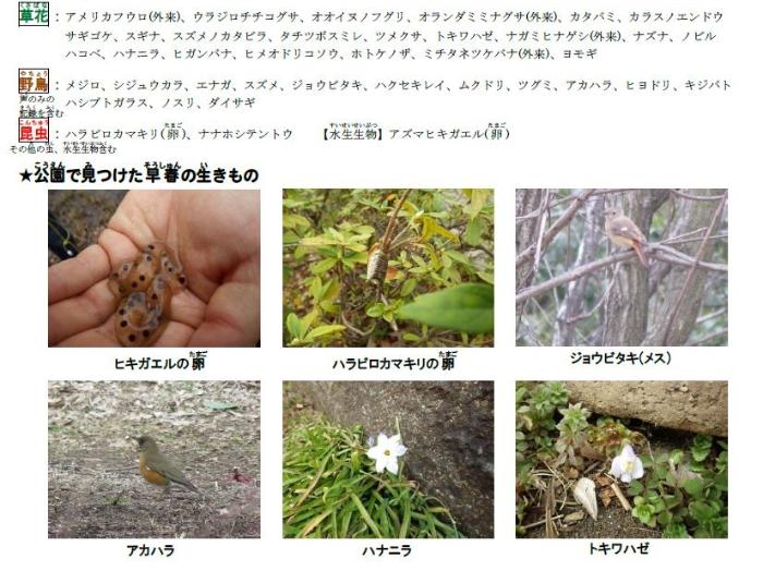 小山白山公園で見つかった生きものの写真。ヒキガエルの卵、ジョウビタキなど