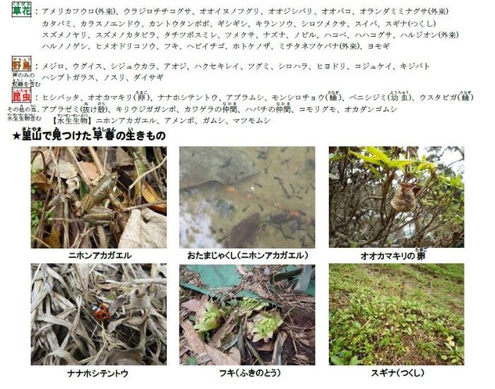 里山農園で見つかった生きものの写真。ニホンアカガエル、フキなど