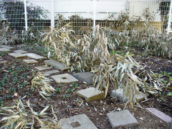 武蔵岡団地8号棟 花壇同好会（相原町）の笹竹による防寒対策の画像