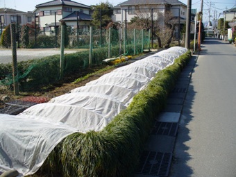 仲町サルビア会（相原町）の寒冷紗トンネルによる防寒対策の画像