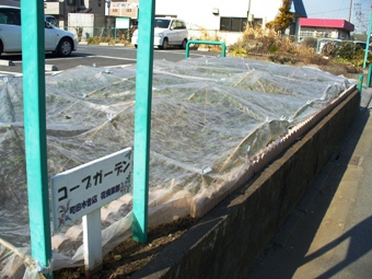 コープとうきょうコープガーデン（木曽町）の不織布シートで全面かけによる防寒対策画像