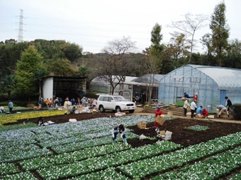 市営下小山田苗圃での草花苗の受取り風景の画像