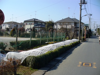 冬から春の花壇管理（防寒対策の例） の画像