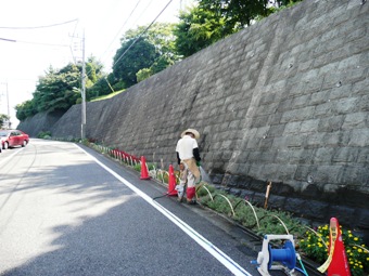 夏から秋の花壇管理の画像