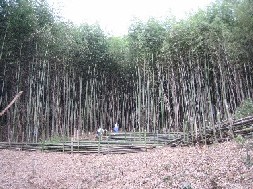 竹の伐採画像
