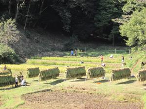 稲刈り作業風景写真