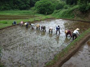 田植え作業風景写真