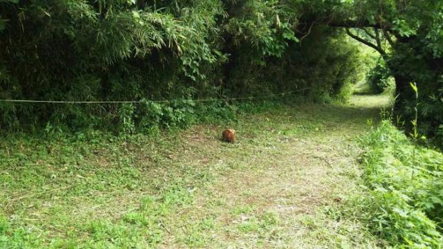 アナグマの写真