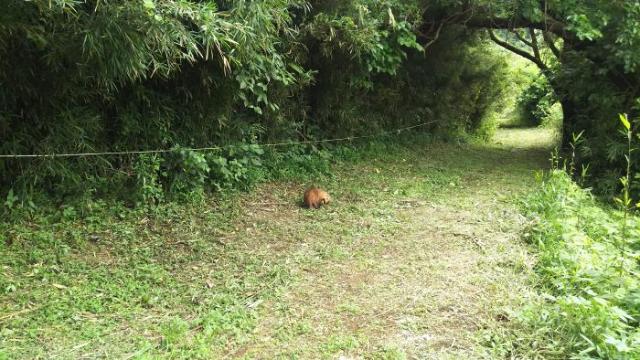 アナグマの写真