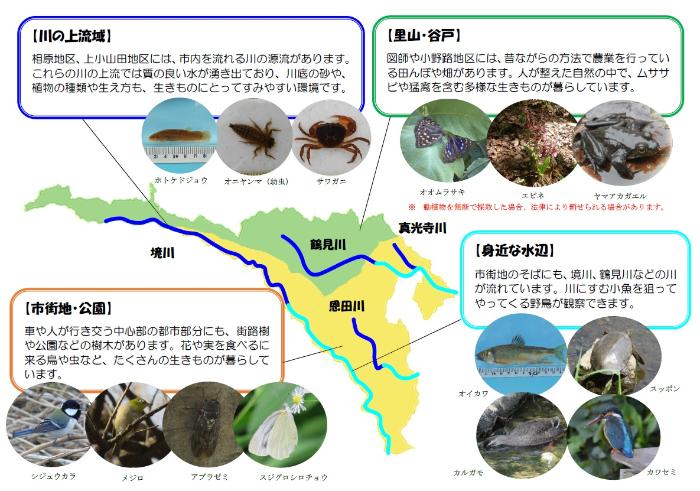 町田市の自然環境と生きものたち