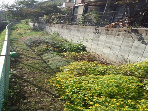 能ヶ谷ちょぼらの下水道用地内の植栽の様子です