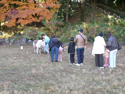 ふれあい動物コーナー