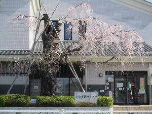 しだれ桜