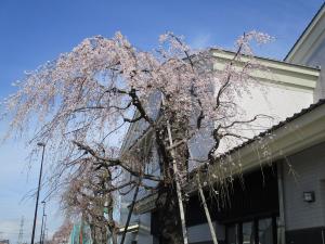 しだれ桜