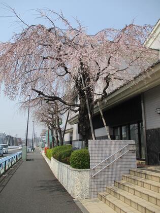 しだれ桜