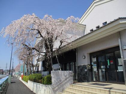 しだれ桜