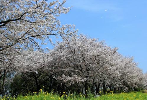 尾根緑道の桜並木