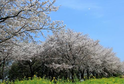 尾根緑道の桜