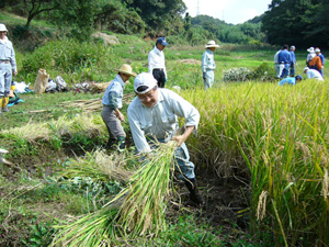 市長奈良ばい谷戸稲刈りの画像