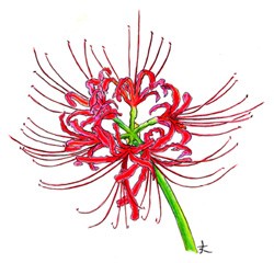 市長が描いた彼岸花の画像