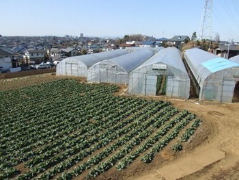 住宅街の中のつくし野の畑の画像