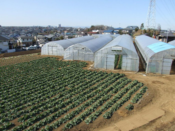 住宅街の中のつくし野の畑の画像