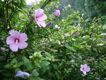 フヨウの花の写真