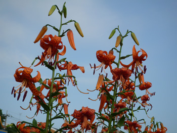 オニユリの花の写真