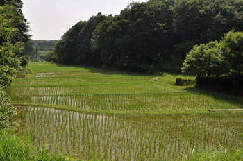 図師、小野路地域の谷戸の田んぼの写真