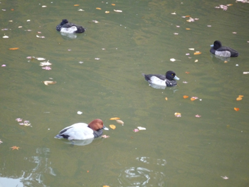 薬師池の冬の渡り鳥の写真