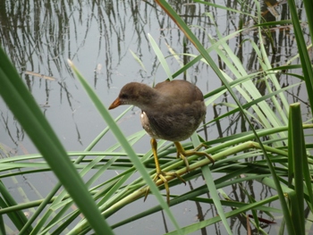 バンの若鳥の写真