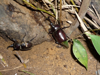 カブトムシの雄とコクワガタの雄の写真