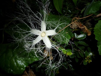 カラスウリの花の写真